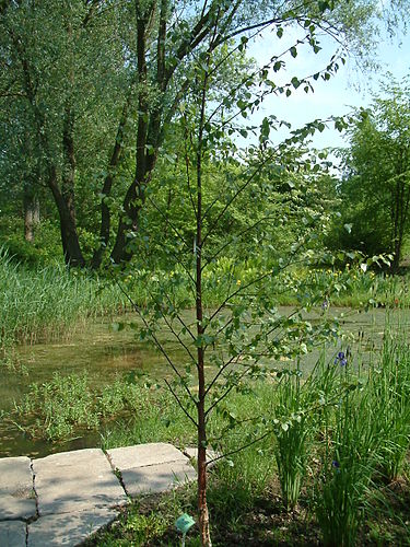 betula pubescens